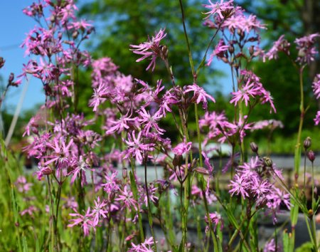 [0] Lychnis flos-cuculi - Kuckucks-Lichtnelke