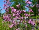 Lychnis flos-cuculi - Kuckucks-Lichtnelke