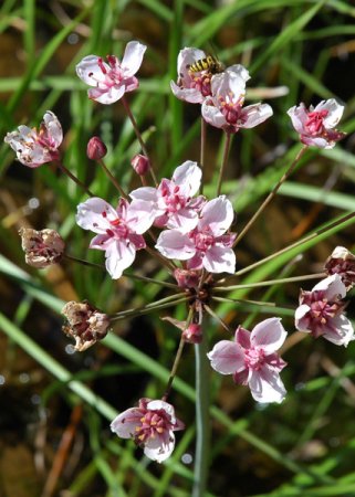 [0] Butomus umbellatus - Schwanenblume