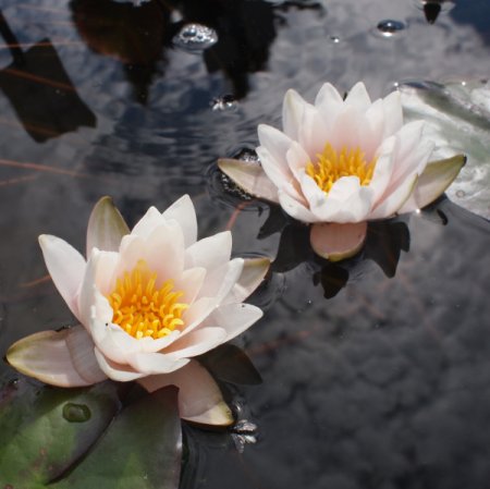 [0] Nymphaea 'Dr. Antonio Cappelletto' - Zwerg-Seerose