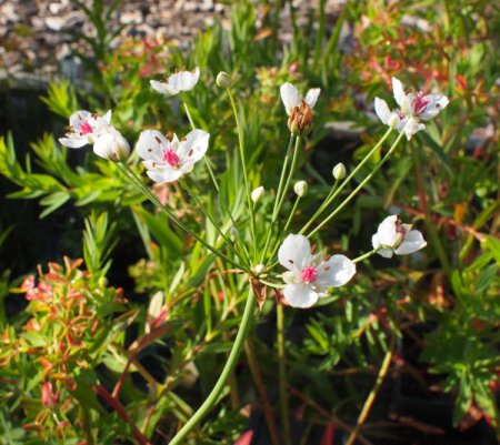 [0] Butomus umbellatus 'Schneeweißchen' - Schwanenblume