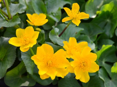 [0] Caltha palustris - Sumpfdotterblume