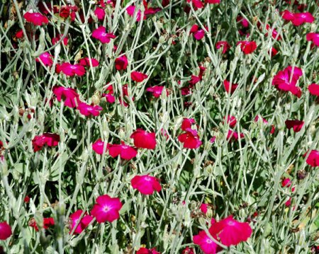 [0] Lychnis coronaria - Vexiernelke (Saatgut)