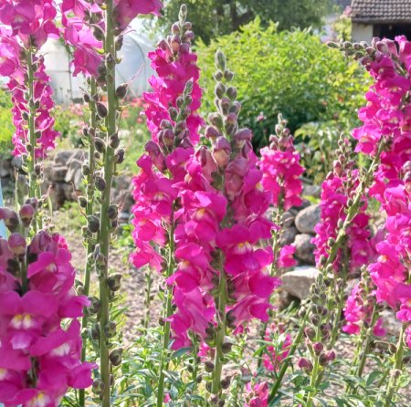 [0] Antirrhinum majus purpur - Löwenmäulchen (Saatgut)