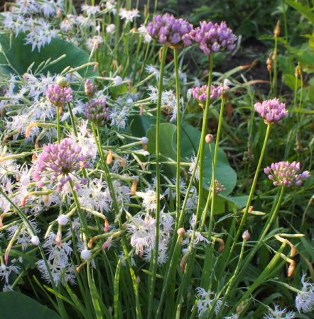 [0] Allium angulosum - Kantenlauch (Saatgut)