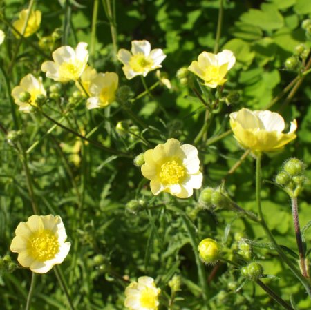 [0] Ranunculus acris 'Citrinus' - Scharfer Hahnenfuß (Saatgut)