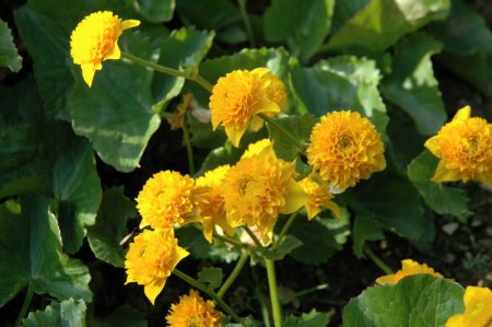 [0] Caltha palustris 'Multiplex' - Gefüllte Sumpfdotterblume