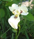 Iris pseudacorus 'Sushi' - Sumpf-Schwertlilie (Saatgut)