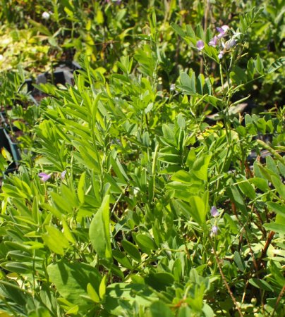 [0] Galega officinalis - Geißraute (Saatgut)