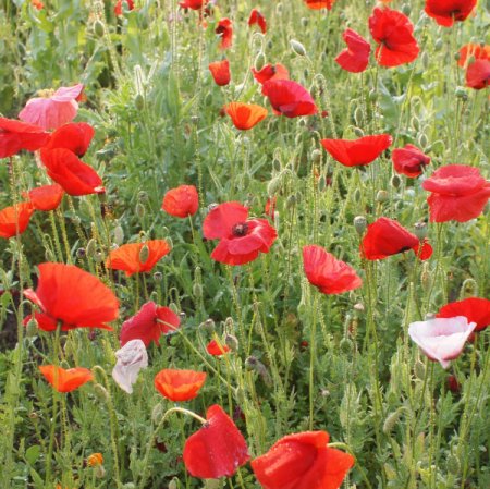[0] Papaver rhoeas - Klatschmohn (Saatgut)