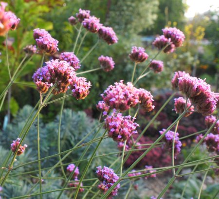 [0] Verbena bonariensis - Eisenkraut (Saatgut)