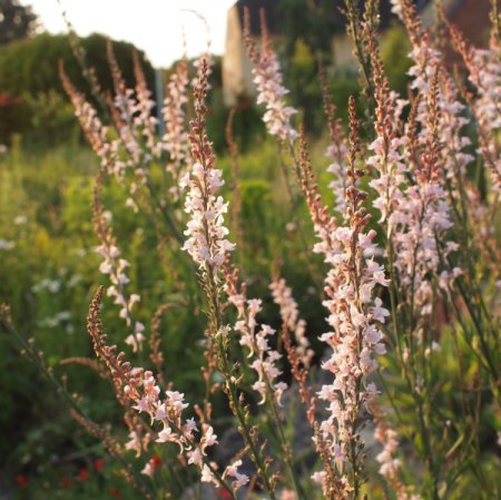 [0] Linaria purpurea - Purpur-Leinkraut (Saatgut)
