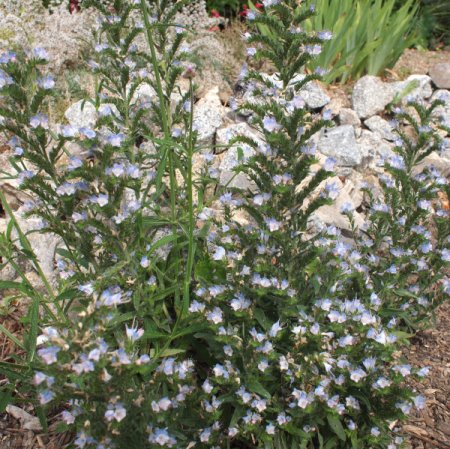 [0] Echium vulgare hellblau - Natternkopf (Saatgut)