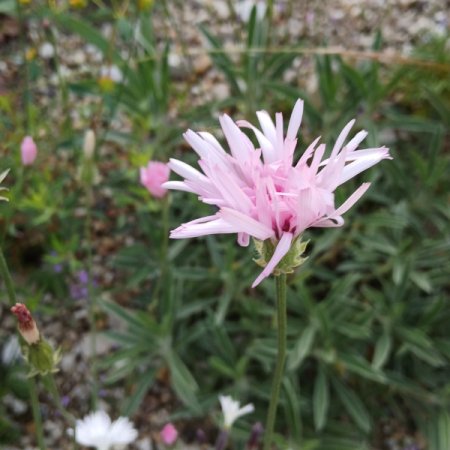 [0] Crepis rubra - Roter Pippau (Saatgut)