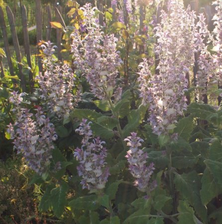 [0] Salvia sclarea 'Vatican Pink' - Muskateller-Salbei (Saatgut)