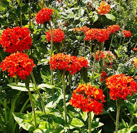 [0] Silene chalcedonica - Brennende Liebe