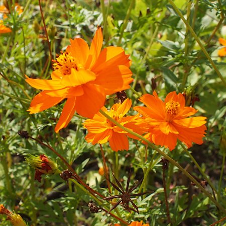 [0] Cosmos sulphureus - Schmuckkörbchen (Saatgut)
