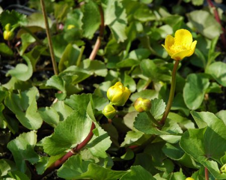 [0] Caltha polypetala - Hohe Sumpfdotterblume