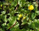 Caltha polypetala - Hohe Sumpfdotterblume