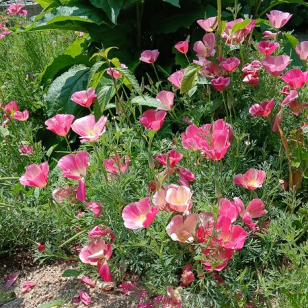 [0] Eschscholtzia californica - Kalifornischer Mohn rosa (Saatgut)