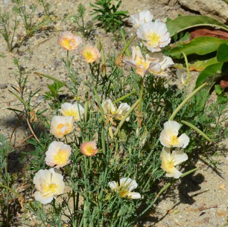 [0] Eschscholtzia californica - Kalifornischer Mohn creme (Saatgut)
