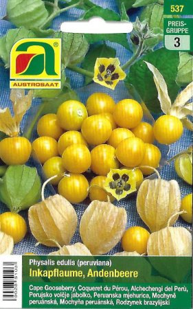 [0] Andenbeere (Physalis edulis)