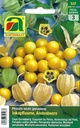Andenbeere (Physalis edulis)