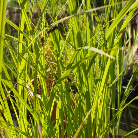[0] Carex acuta - Schlanke Segge - Hydro (wurzelnackt)