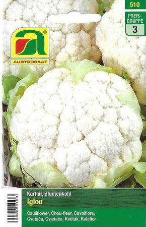 [0] Karfiol, Blumenkohl Igloo