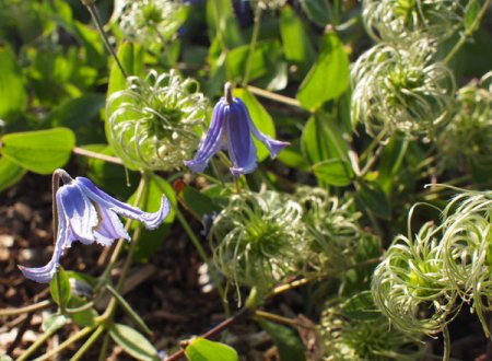 [0] Clematis integrifolia gen. - Stauden-Waldrebe