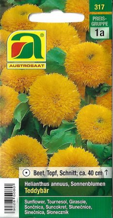 [0] Sonnenblume Teddybär (Helianthus annuus)