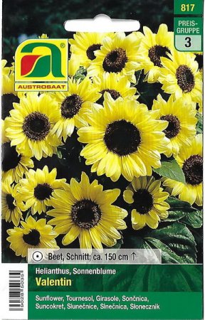 [0] Sonnenblume Valentin (Helianthus annuus)