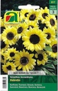 Sonnenblume Valentin (Helianthus annuus)