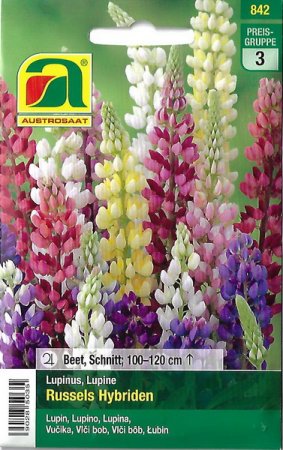 [0] Lupine Russels Hybriden (Lupinus polyphyllus)
