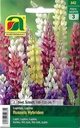 Lupine Russels Hybriden (Lupinus polyphyllus)