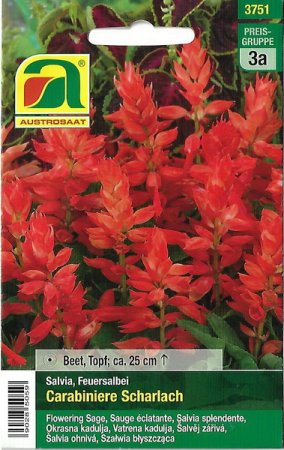 [0] Feuersalbei Carabiniere Scharlach (Salvia splendens)