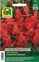 Feuersalbei Carabiniere Scharlach (Salvia splendens)