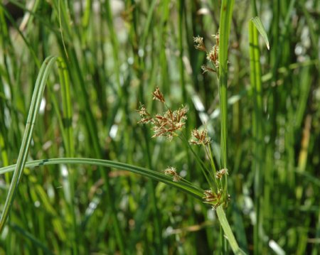 [0] Cyperus longus - Langes Zypergras