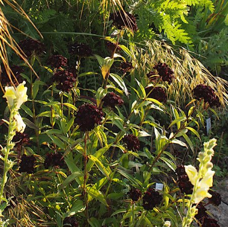 [0] Dianthus barbatus 'Nigrescens' - Dunkle Bartnelke (Saatgut)
