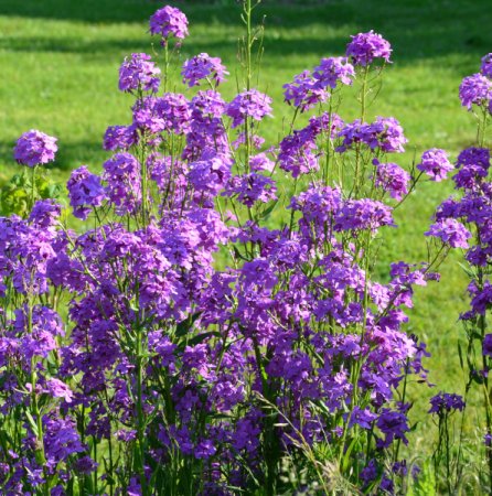 [0] Hesperis matronalis - Nachtviole Lila-Violett (Saatgut)