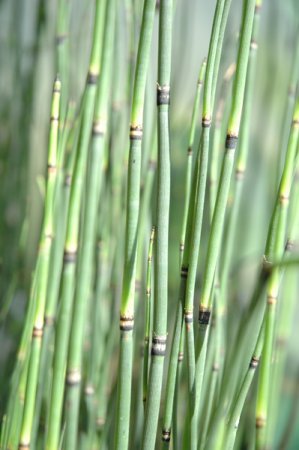 [0] Equisetum hyemale ssp. affine - Winter-Schachtelhalm