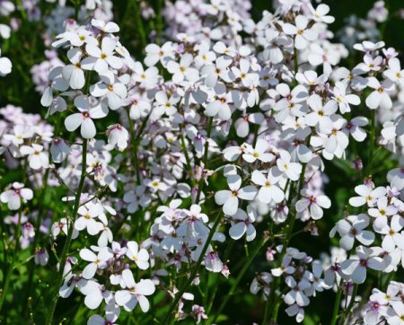 [0] Hesperis matronalis - Nachtviole Weiß (Saatgut)