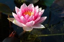 Nymphaea 'Attraction' - Seerose