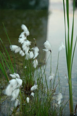 [0] Eriophorum angustifolium - Schmales Wollgras
