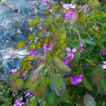 [0] Lunaria annua - Einjähriges Silberblatt (Saatgut)