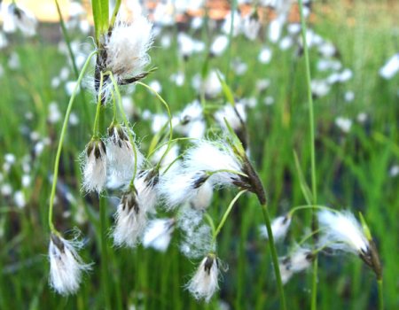 [0] Eriophorum latifolium - Breitblättriges Wollgras