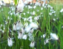 Eriophorum latifolium - Breitblättriges Wollgras