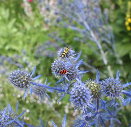 [0] Eryngium planum - Edeldistel (Saatgut)