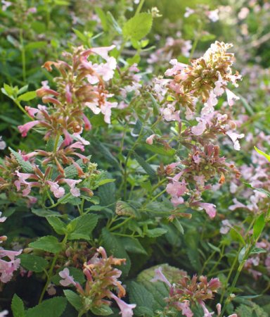 [0] Nepeta grandiflora 'Dawn to Dusk' - Katzenminze (Saatgut)