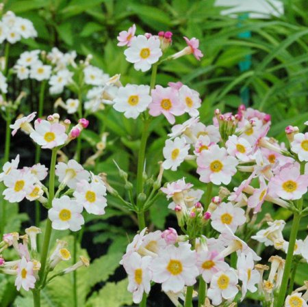 [0] Primula japonica 'Appleblossum' - Etagen-Primel (Saatgut)